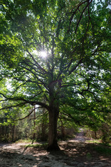Fototapeta na wymiar old oak tree in hiking path. Rambouillet forest