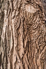 Hintergrund borke rinde baumstamm der eiche