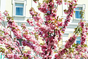 Fototapeta premium Blooming sakura tree growing near house