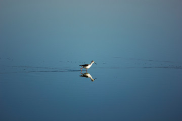 bird on water