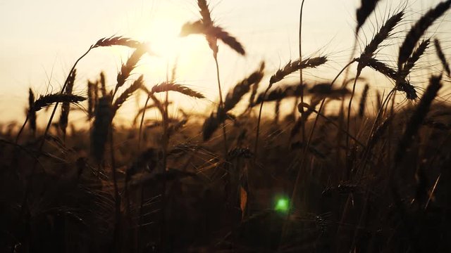 lifestyle agriculture concept a golden sunset over wheat field. wheat harvest ears slow motion video on background sky sunset
