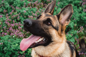 Portrait of a German shepherd in close-up. A thoroughbred dog smiles.