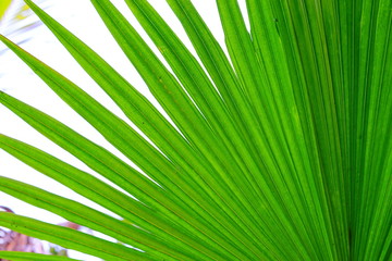 Obraz premium palm leaf (tree) and green l texture background