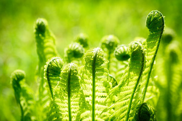 Fresh fern leaves bloom in the sun. Spring time. Macro photo, selective focus.