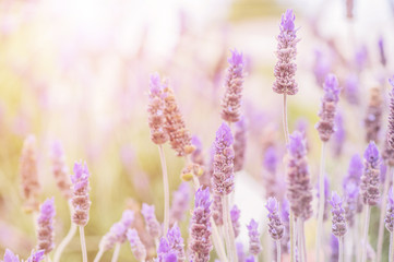 Summertime.  Blooming lavender in a field