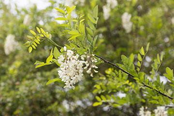 Akazien in Blüten in Frühling