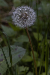 Wildlife Sanctuary Hahnheide - Blowball