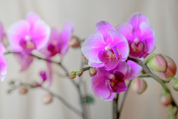 Fototapeta na wymiar  Beauty orchid flowers on white backgroun