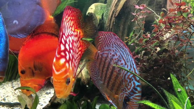 Das soziale Verhalten von Diskusfischen im Aquarium. Farbige bunte Diskusfische im Aquarium.
