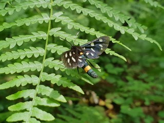 butterfly on a leaf