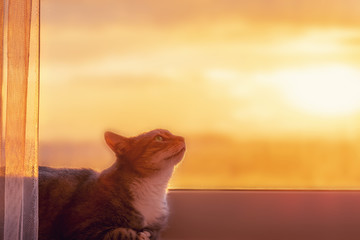 The cat is sitting at the window with an orange sky and a beautiful sunset behind the glass. Stay home because of the coronavirus quarantine, concept