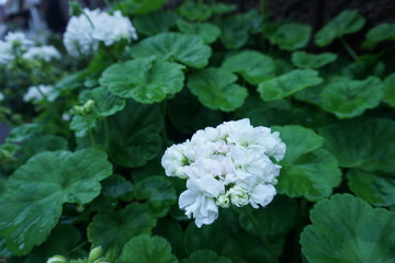 Geraniums