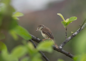 Priniya Sitting on a single branch of a tree with beautiful Background.