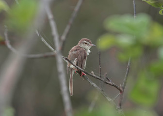 Priniya Sitting on a single branch of a tree with beautiful Background.