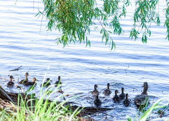 Wild Mallard duck with little ducklings swims in lake