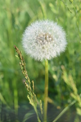 Obraz premium タンポポ