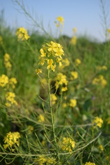 Obraz premium 河原の花