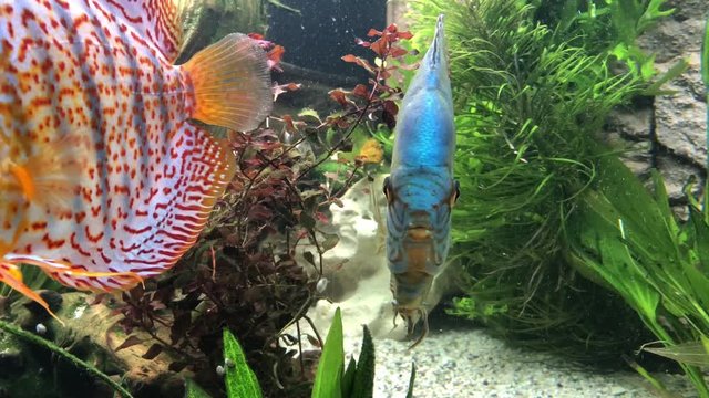 Das soziale Verhalten von Diskusfischen im Aquarium. Farbige bunte Diskusfische im Aquarium.
