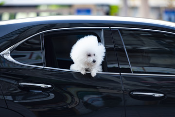 A beautiful Bichon Frize dog is looking out a car window along a street in Taipei, Taiwan. The...