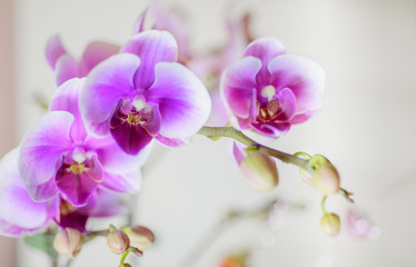 Naklejka na ściany i meble  Beauty orchid flowers on white backgroun