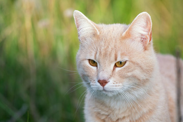 Naklejka na ściany i meble Cat in the green grass. Beautiful red cat with yellow eyes, outdoors