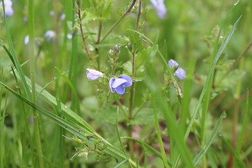 Blue flowers of Veronica bloom in the meadow in spring and summer.
