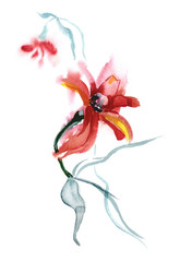 Watercolor Illustration of Zinnia.