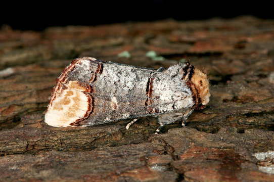 Buff Tip Moth On A Tree Trunk