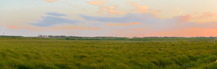 Summer evening landscape with a lake overgrown with grass © alexnikit