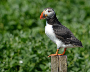 Puffin on a post