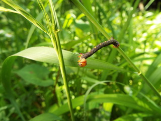 イモムシ larva