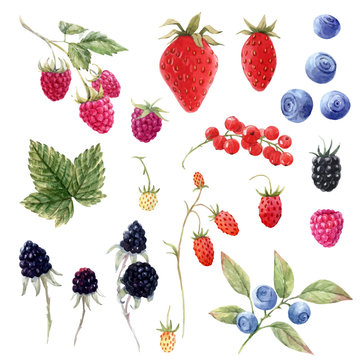 Beautiful vector set with watercolor hand drawn berry paintings. Stock illustration.
