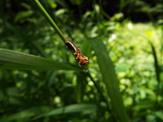 イモムシ larva