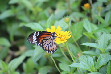 butterfly on flower