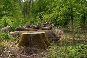 Obraz premium Tree Stump in a Cleared Forest