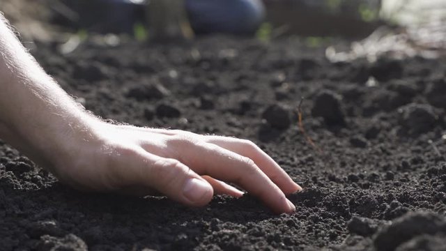 Farmer take a sample of the black fertile soil. Farmer handful of fertile soil standing in cultivated field. Soil, Agriculture