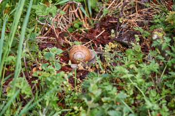 Weinbergschnecke