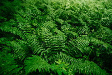 Thick green fern in the forest after rain. The surrounding nature in the forest.