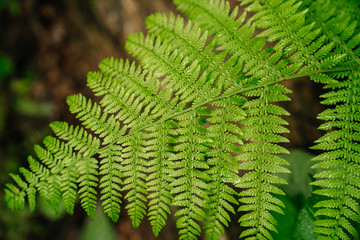green wet fern in the forest backlit by light. The silence and tranquility of nature.