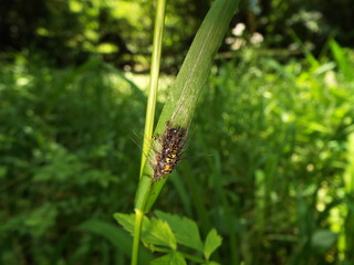 虫の死骸に群がるアリたち ants gathering around the dead insect