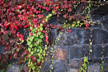 Climbing grape plant with red ivy leaves in fall on the old brick wall. Autumn seasonal texture