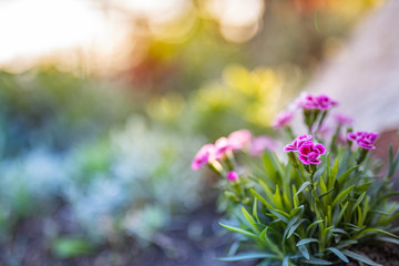 Beautiful pink flowers in the garden with dream blur nature background. Spring summer blooming floral backdrop in garden, sunlight ith rays as insiratinal nature