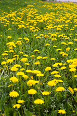 large field with dandelions, meadow
