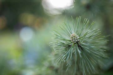 Fir tree brunch close up on blurred green nature.  Fluffy fir tree brunch close up. Christmas wallpaper concept. Copy space.
