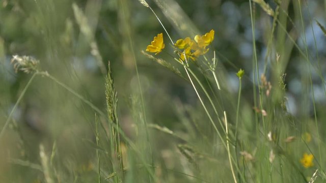 La renoncule en fleur dans un champs