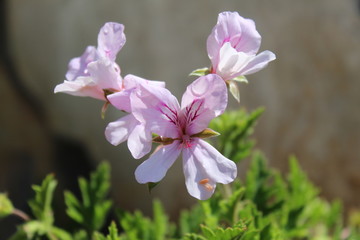 Fototapeta na wymiar A white and purple flower in spring
