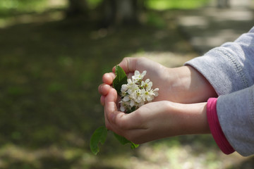 white flowers in children's hands
