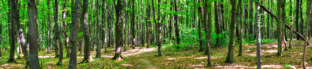 Natural Spring Beech Tree Forest