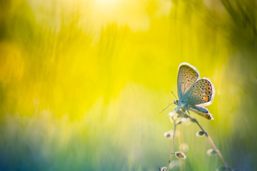 Meadow field with butterfly in a meadow in nature in the rays of sunlight in summer in the spring...