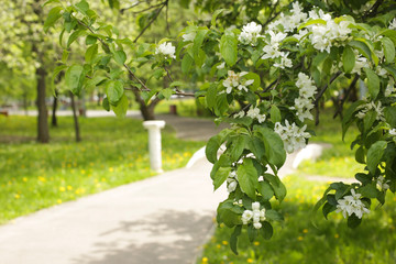 summer day, park with green trees
